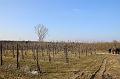 Winterwandeling 13-3-2016 org. M & J Menten (20)